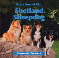Shetland sheepdog