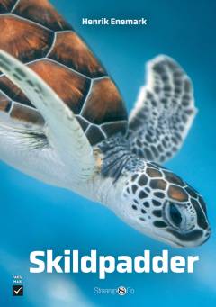 Skildpadder