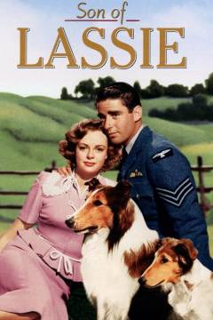 Lassie's tapre søn