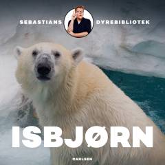 Isbjørn