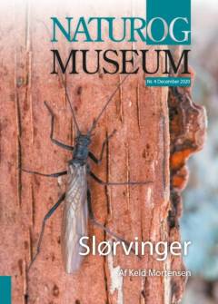Slørvinger