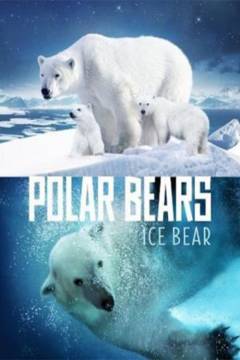 Ice bear