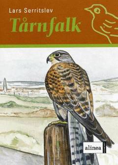 Tårnfalk