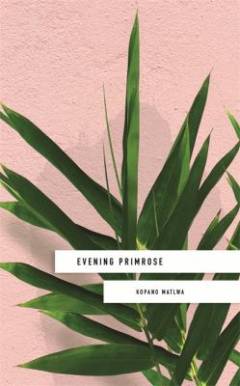 Evening primrose