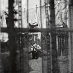 Chaos and creation in the backyard