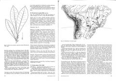 Opera botanica. 107 : A revision of Clavija (Theophrastaceae)
