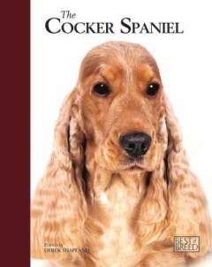 Cocker spaniel