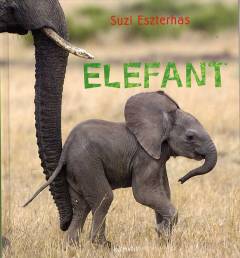 Elefant