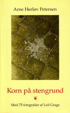 Korn på stengrund