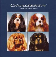 Cavalieren : cavalier King Charles spaniel