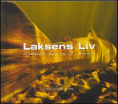 Laksens liv