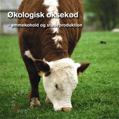 Økologisk oksekød : ammekohold og studeproduktion