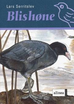 Blishøne