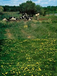 Den europæiske palet