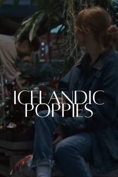 Icelandic poppies
