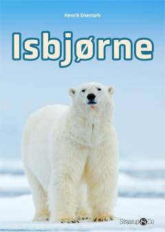Isbjørne