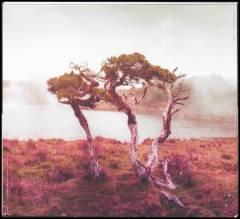 Juniper