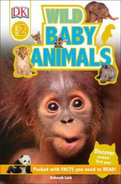 Wild baby animals