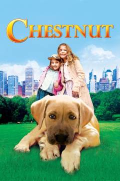 Film (dvd), 2008