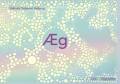 Æg