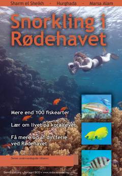 Snorkling i Rødehavet : Sharm el Sheikh, Hurghada, Marsa Alam