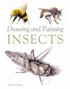 Drawing and painting insects