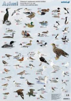 Bog, Ilusaa siulleq, 2017