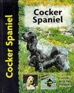 Cocker spaniel