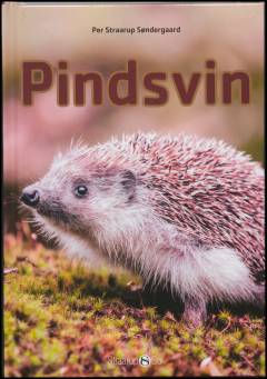 Pindsvin